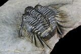 Spiny Cyphaspides Ammari Trilobite - Rare Species #179901-4